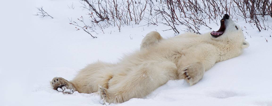 Polar bear stretching