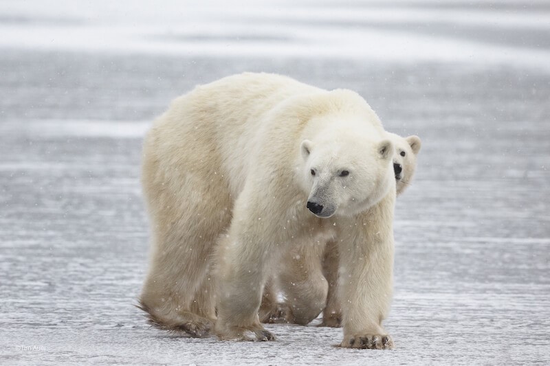 Two polar bears crossing an ice sheet.