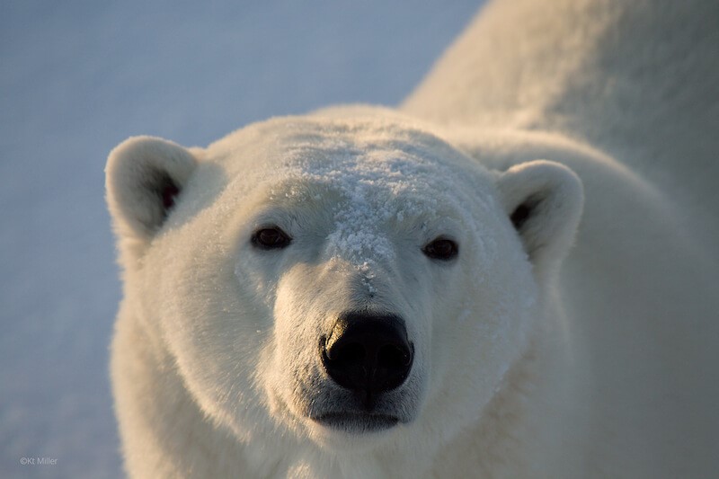 Close up view of a polar bear face.