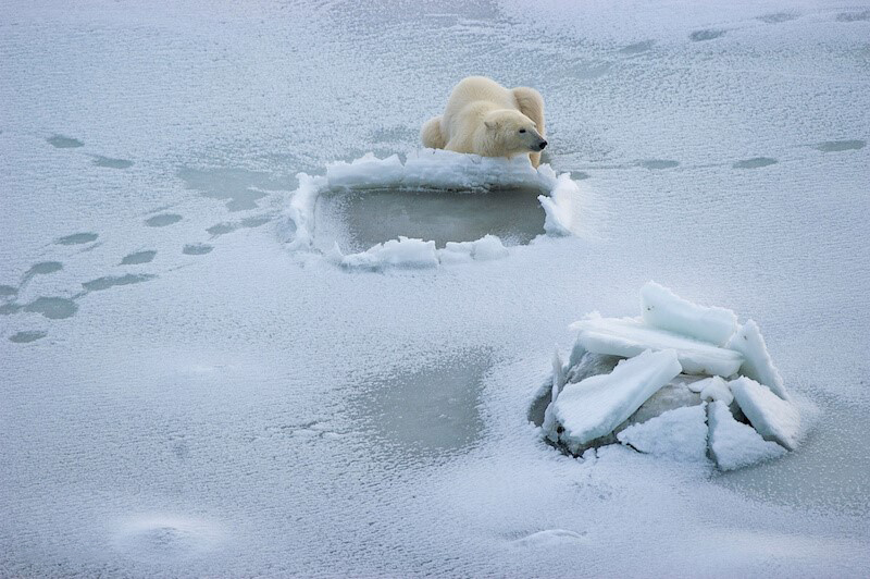 A polar bear resting near a sea ice hole.
