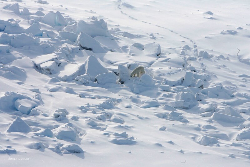 A polar bear crossing a large, chunky ice field.