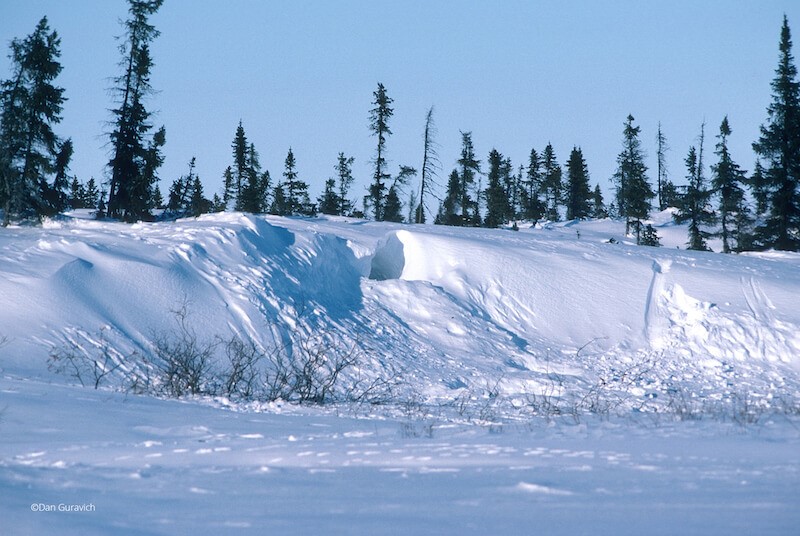 A snowy landscape with evergreen trees.