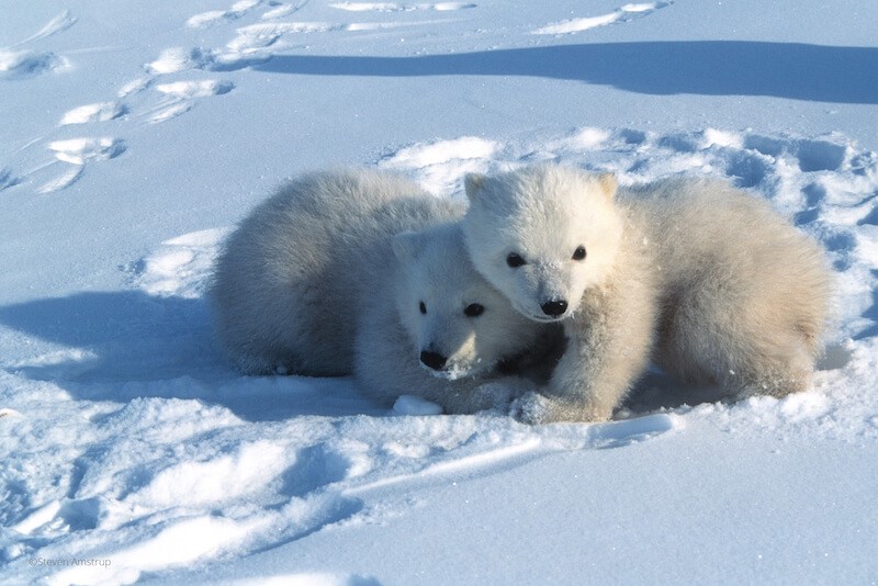 Two tiny polar bear cubs cuddling in snow.