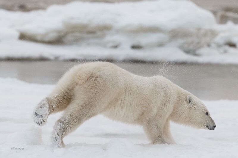 A polar bear leaping in snow.