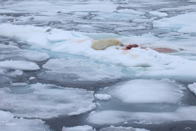 A polar bear resting on an ice floe near a bloody seal carcass.