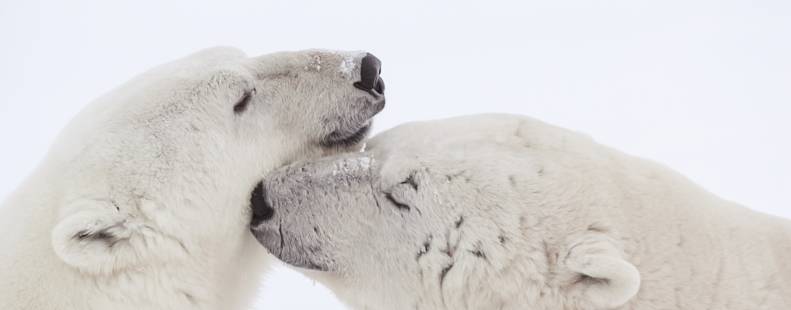 Polar bears nustling each other image