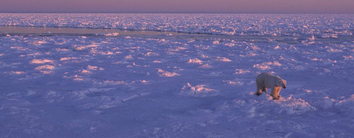 A polar bear walking across snowy terrain at dusk with a purple sky 