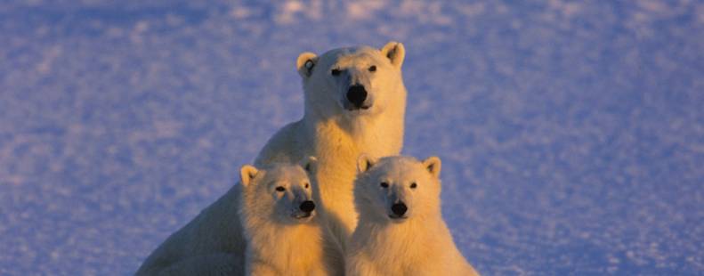 Mother bear and her cubs looking forward