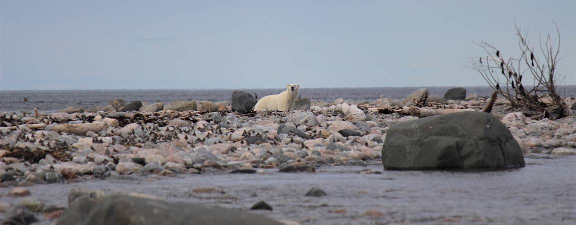 A polar bear on a rocky shoreline during summer in Southern Hudson Bay, Ontario