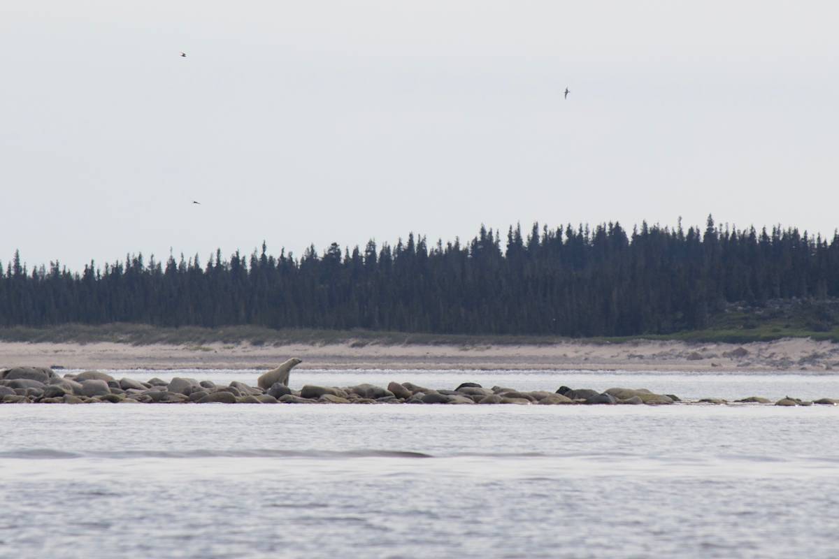 A polar bear on a rocky peninsula with a forest in the background in Southern Hudson Bay