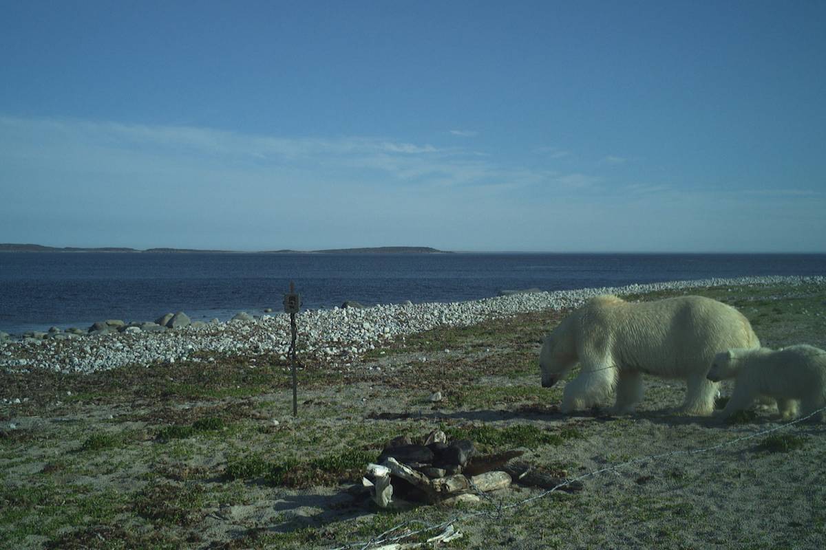 A polar bear mom and cub walk towards the "hair snare" that is set up as part of a research project to collect hair samples