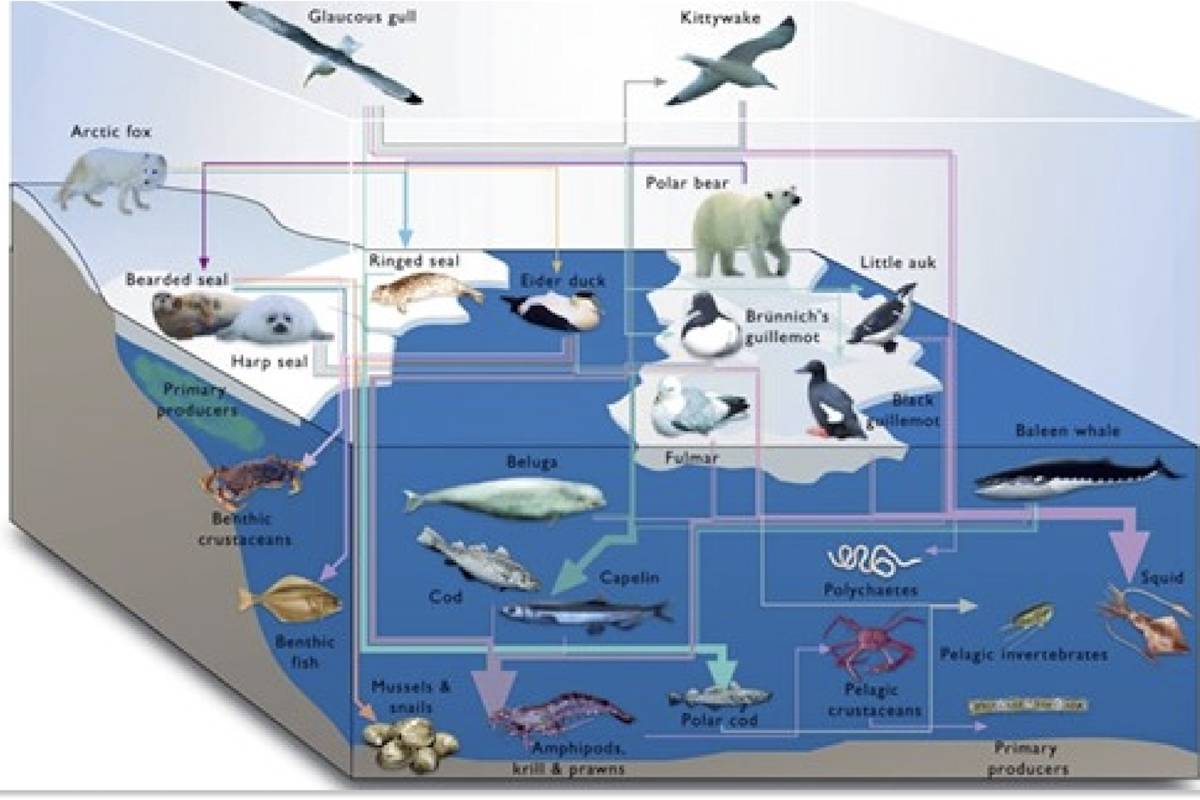A diagram of the Arctic Food Web
