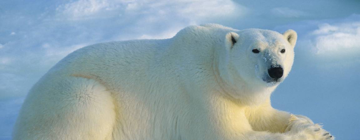Polar Bear laying down staring in the direction of the camera capturing the photo