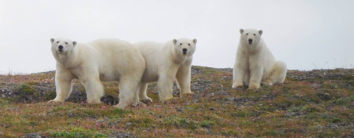 A mother polar bear and her two yearling cubs on a grassy slope on Wrangel Island, Russia