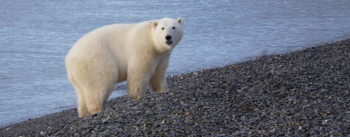 A polar bear stands on the rocky shore of the Chukchi Sea on Wrangel Island, Russia