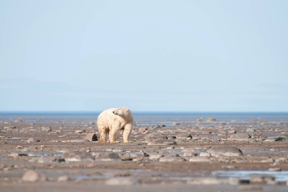 A polar bear on the shoreline tidal flats during summer near Churchill