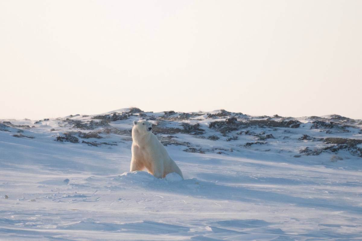 A female polar bear emerges from her den on the North Slope of Alaska