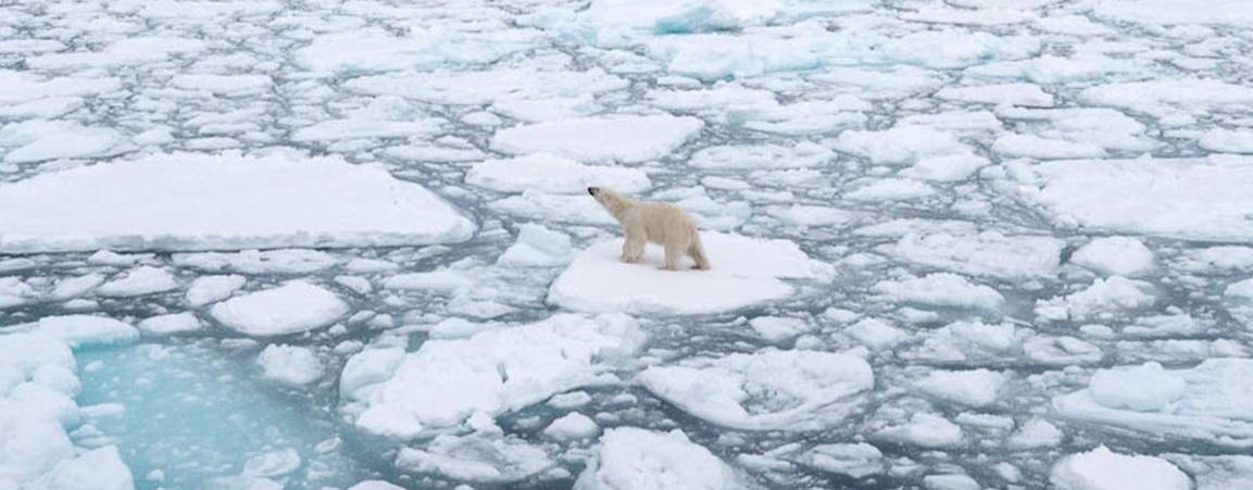Polar bear on sea ice