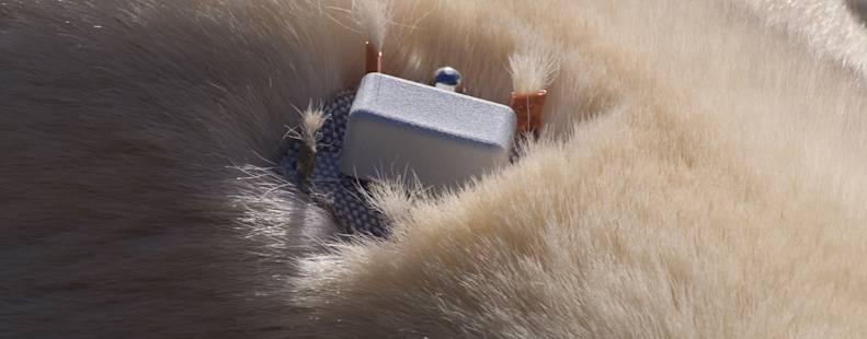 'Burr On Fur' tracking polar bears