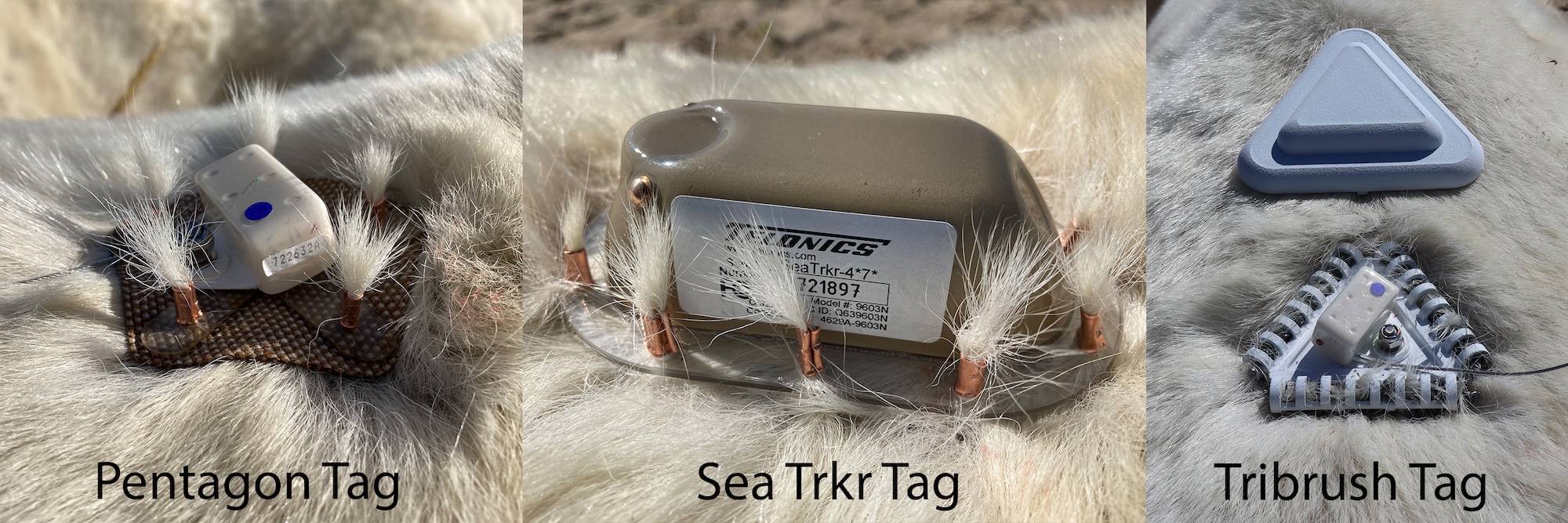 Three different types of polar bear tracking tags.