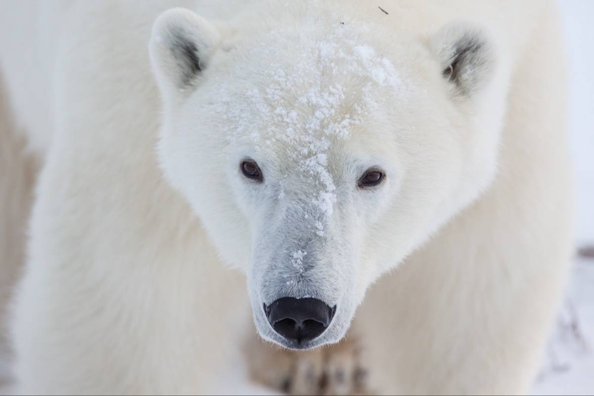 Giant polar bear portrait