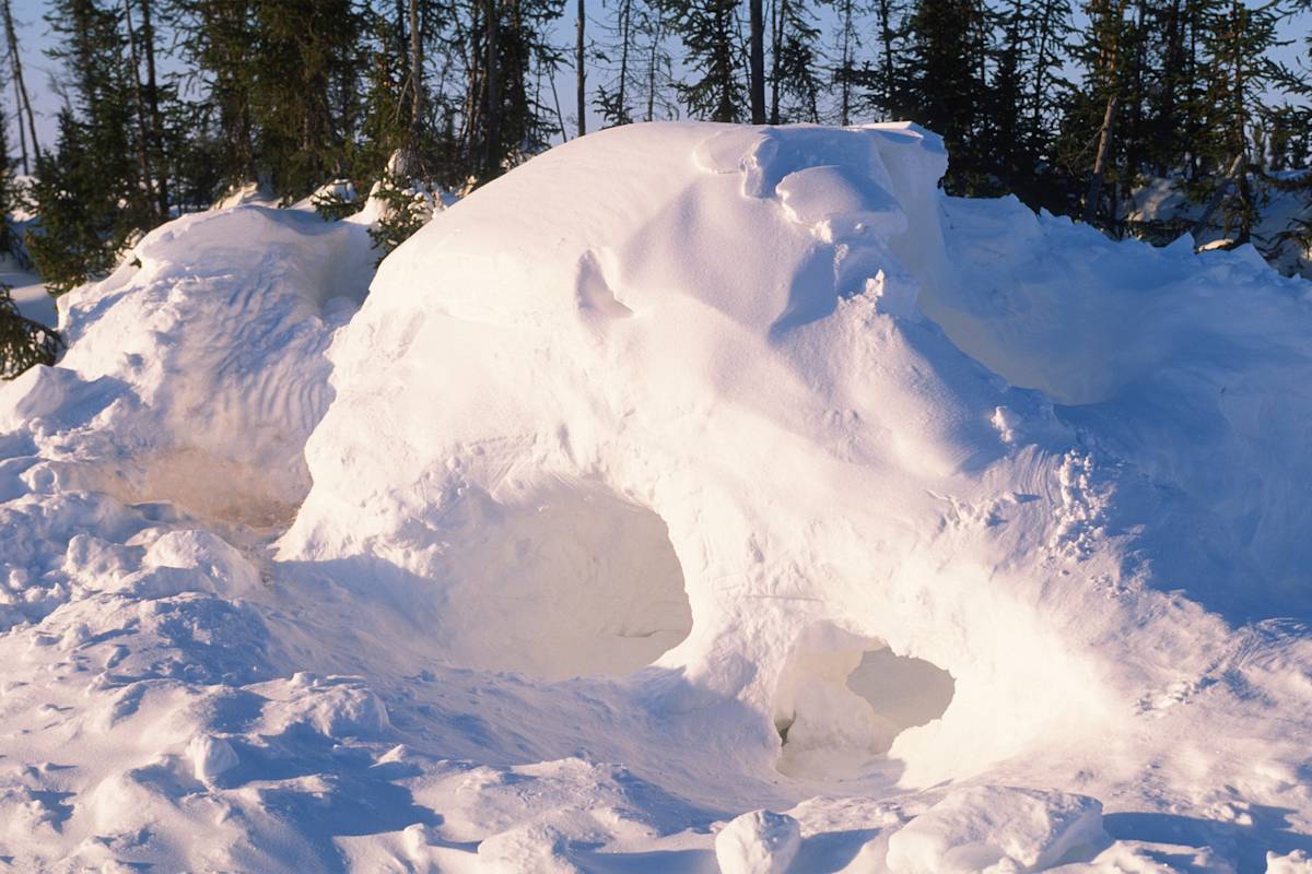 Polar bear den in snow