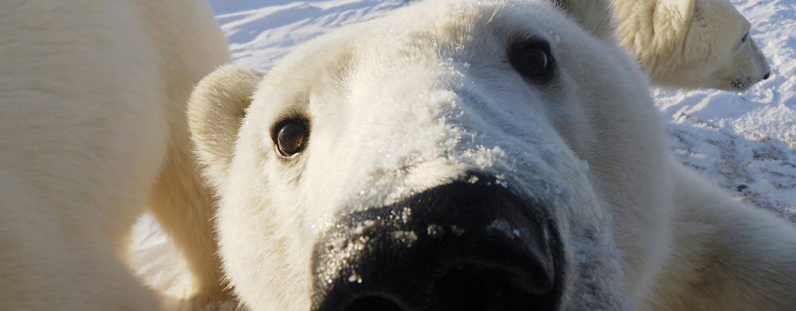 Polar bear faces