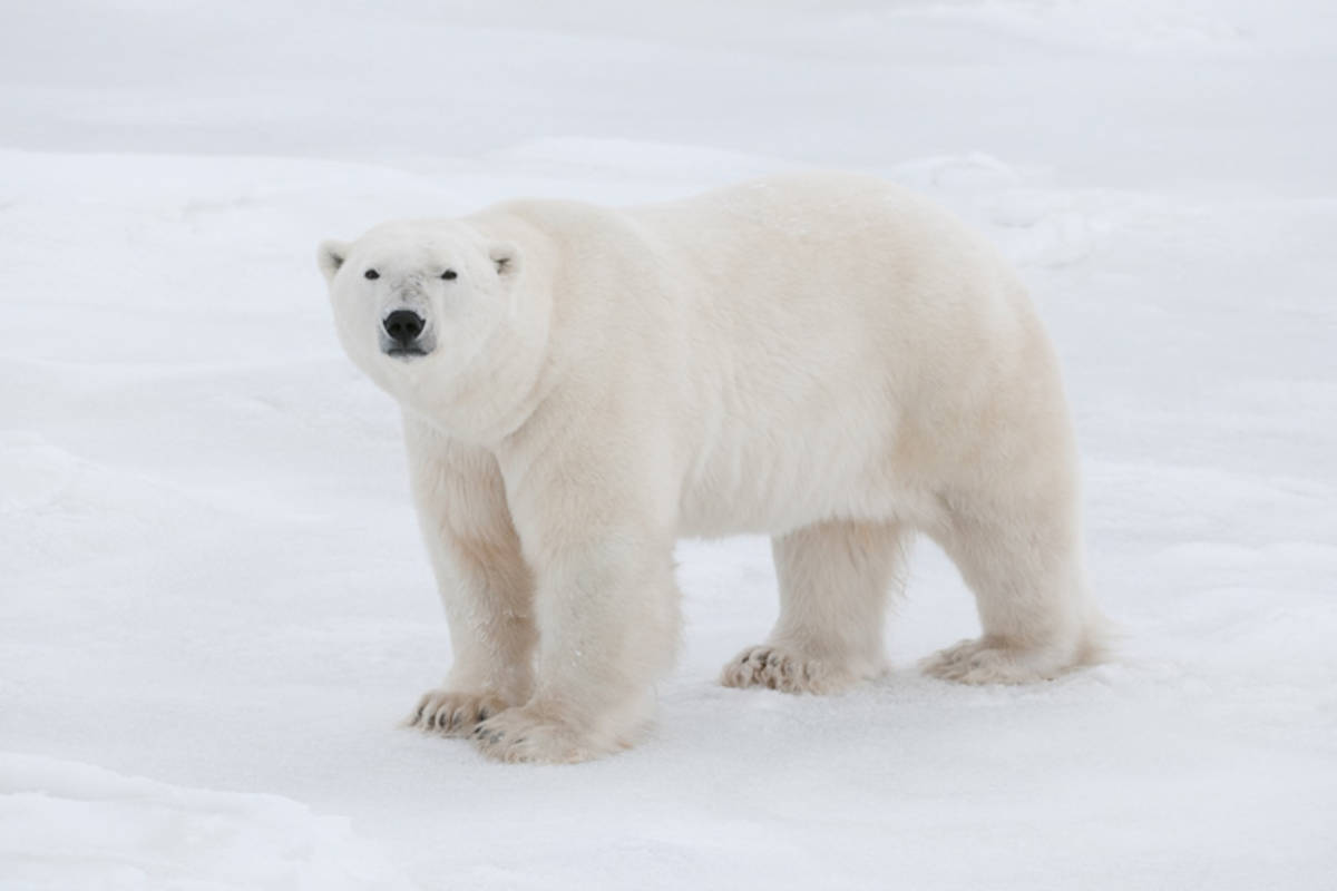 Adult polar bear on sea ice