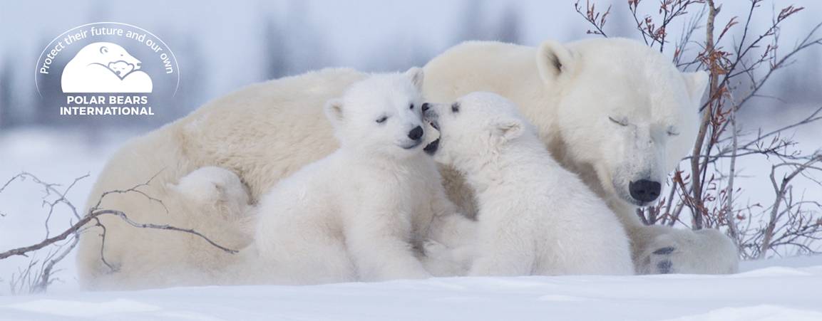 Mother bear and her cubs