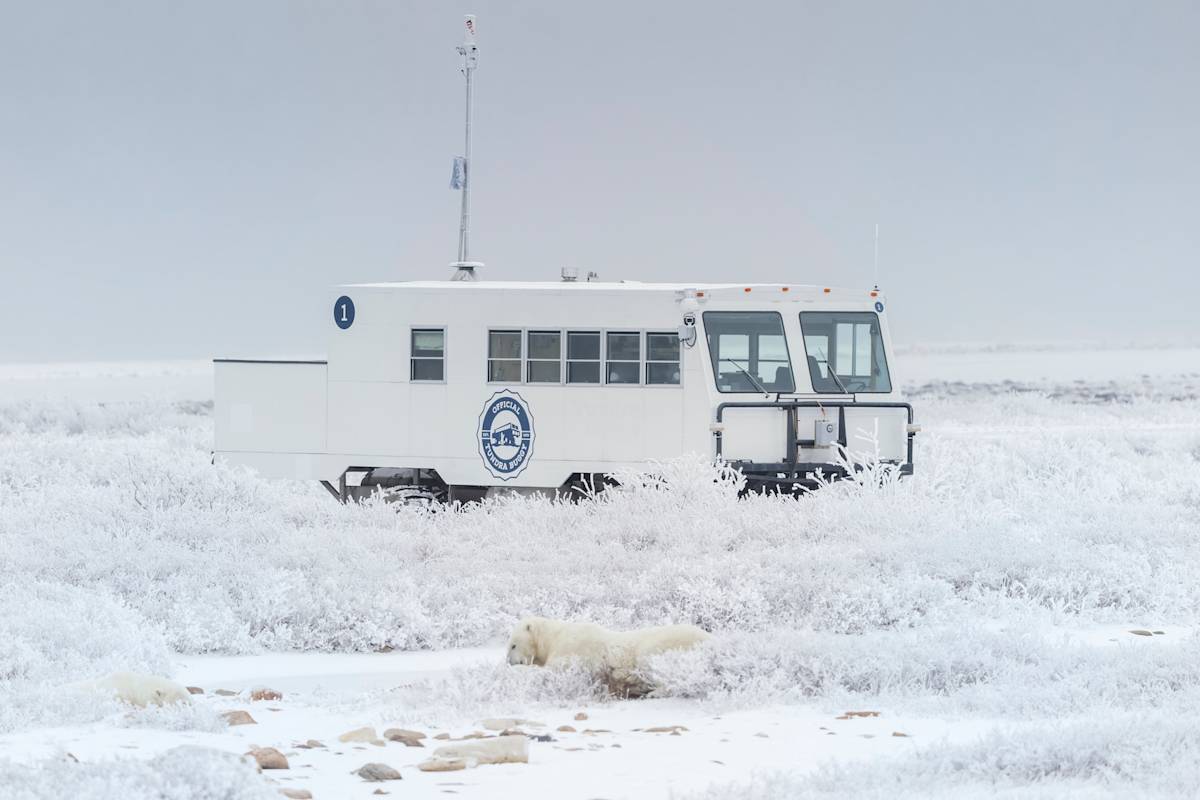 Buggy One viewing a polar bear on the tundra