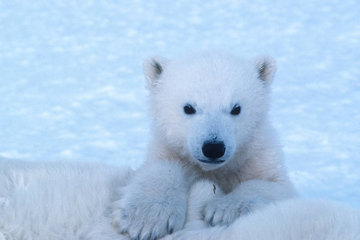 Polar bear cub