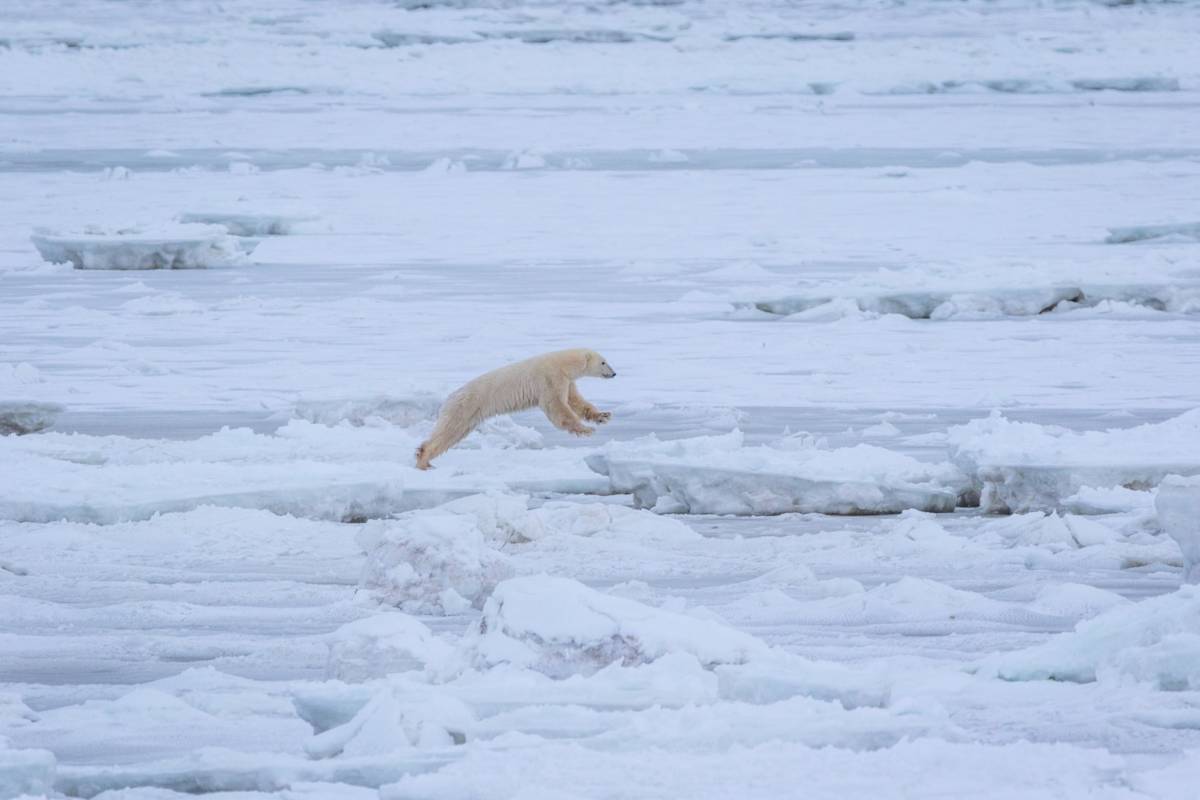 A polar bear jumps between melting ice floes