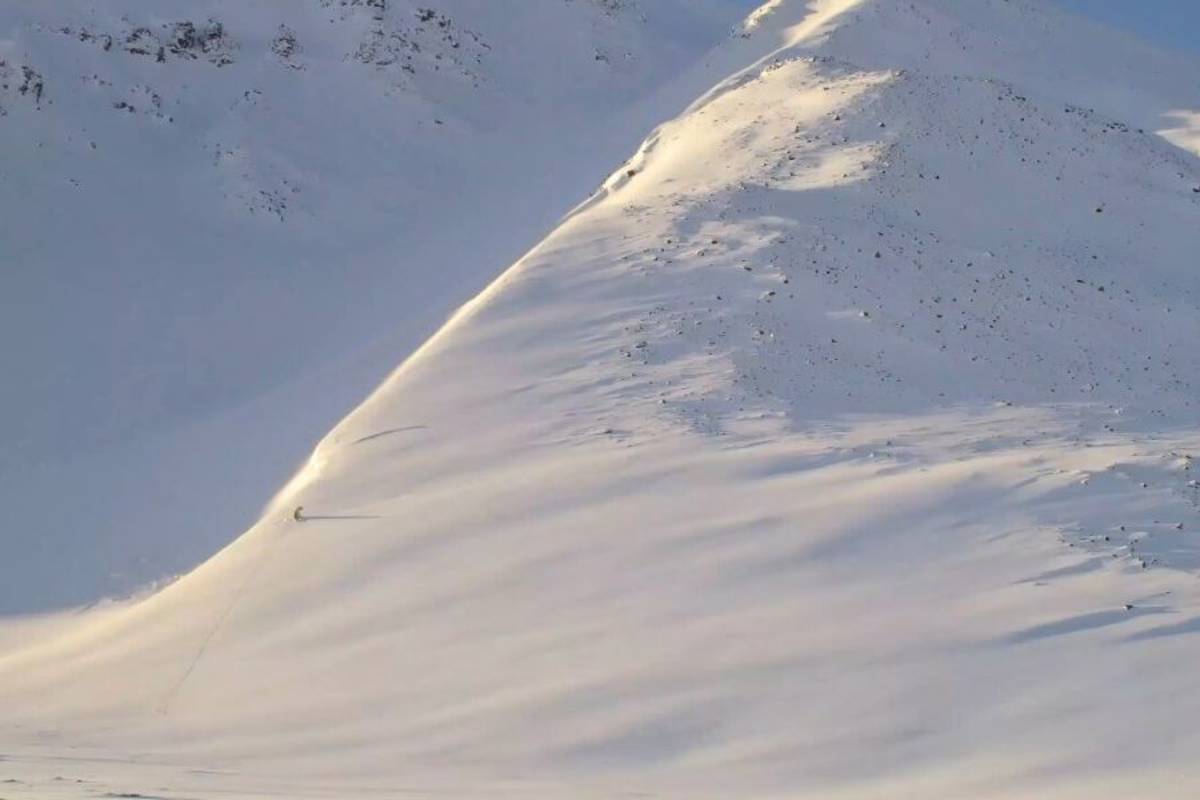 A polar bear on a snowy mountain
