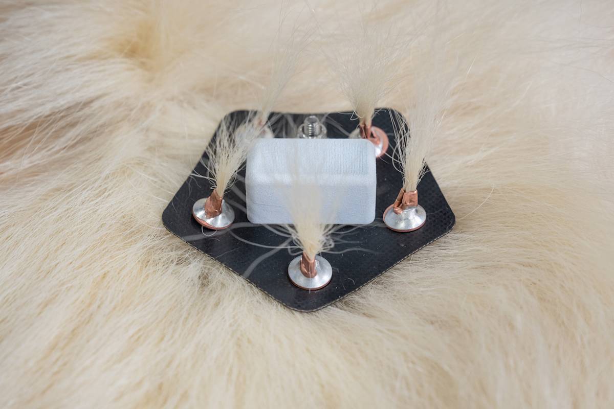 Installing a Safer Polar Bear Tag