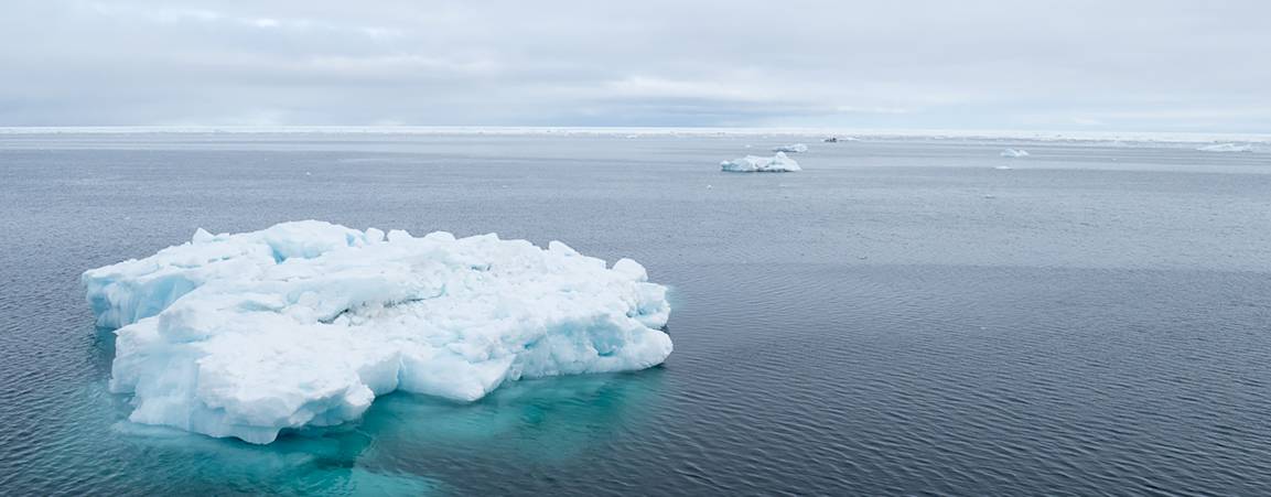 Polar bear on sea ice