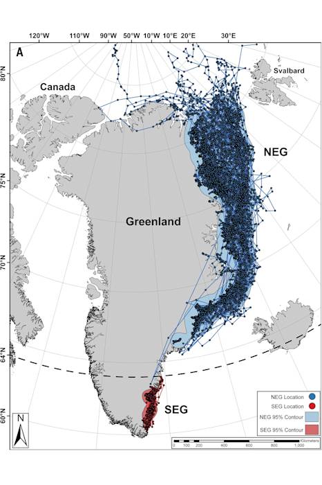 A map of the two polar bear populations of Greenland, showing the newly discovered 20th population