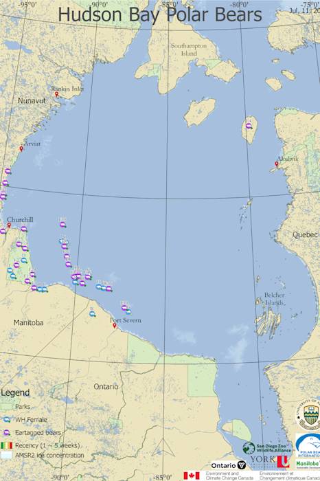 Map of polar bears and sea ice in Hudson Bay on July 11, 2025.