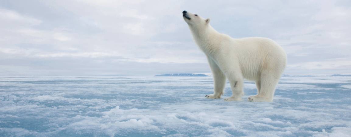 Polar bear standing on ice