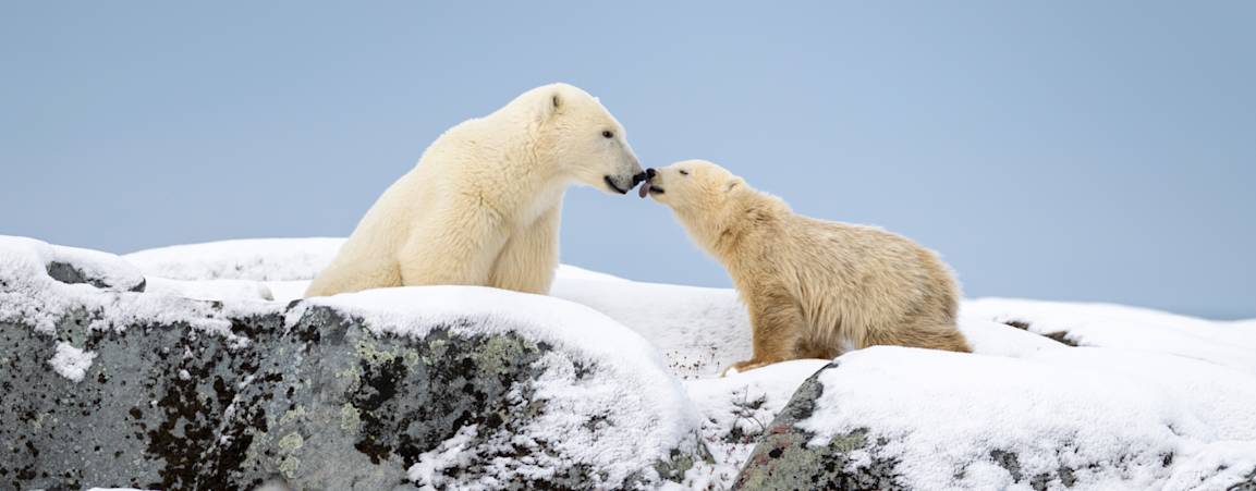 A polar bear cub licks its mother's nose
