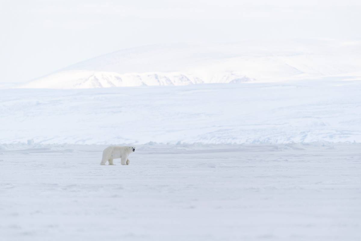 A polar bear walks along the sea ice