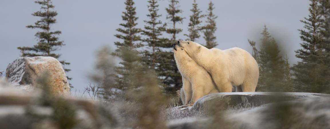 A polar bear mom and cub on the tundra