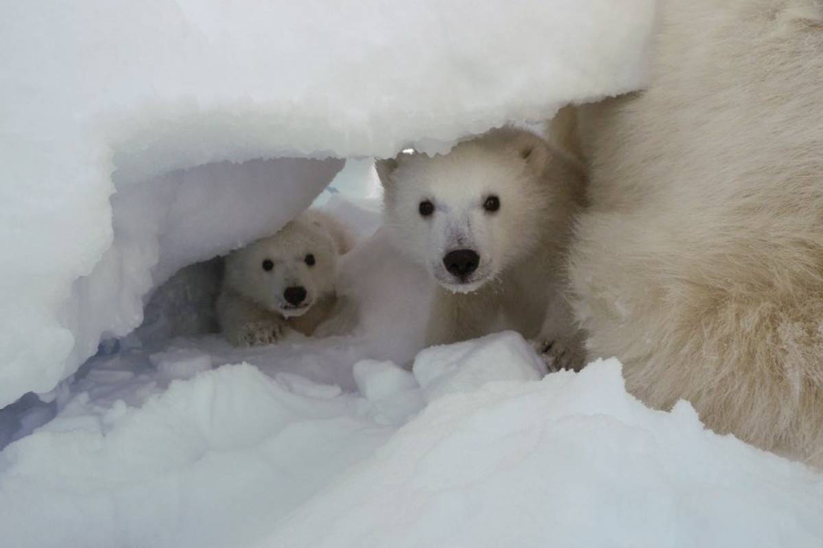 Polar bear cubs behind moms leg in the entrance of the maternal snow den