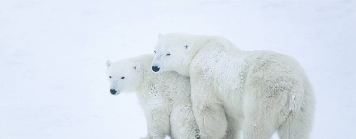 Two adult polar bears standing close to each other