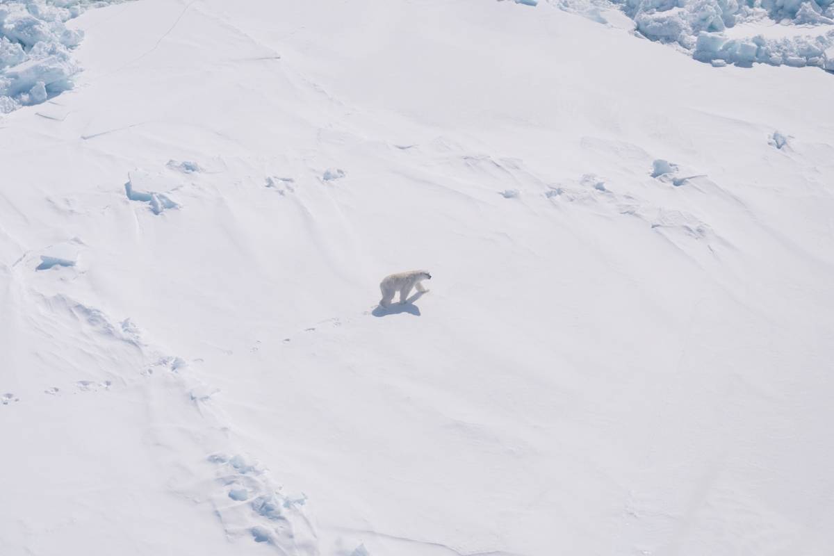 An aerial view of a polar bear on the sea ice