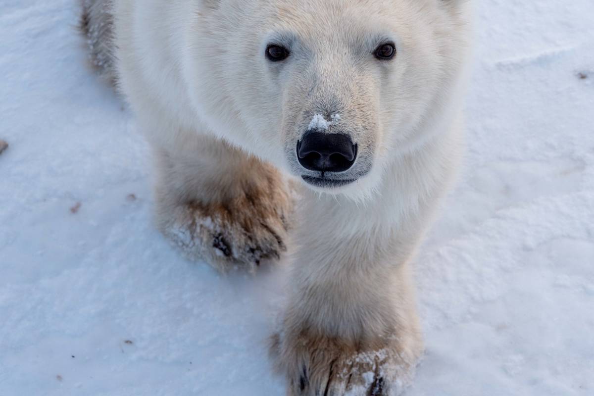 Close Up Polar Bear Looking at Camera 