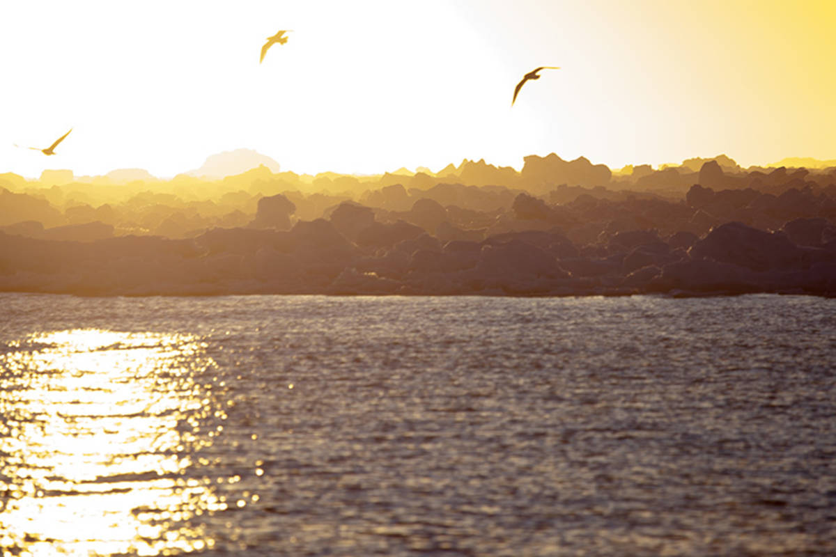 3 birds flying over arctic waters with yellow sky