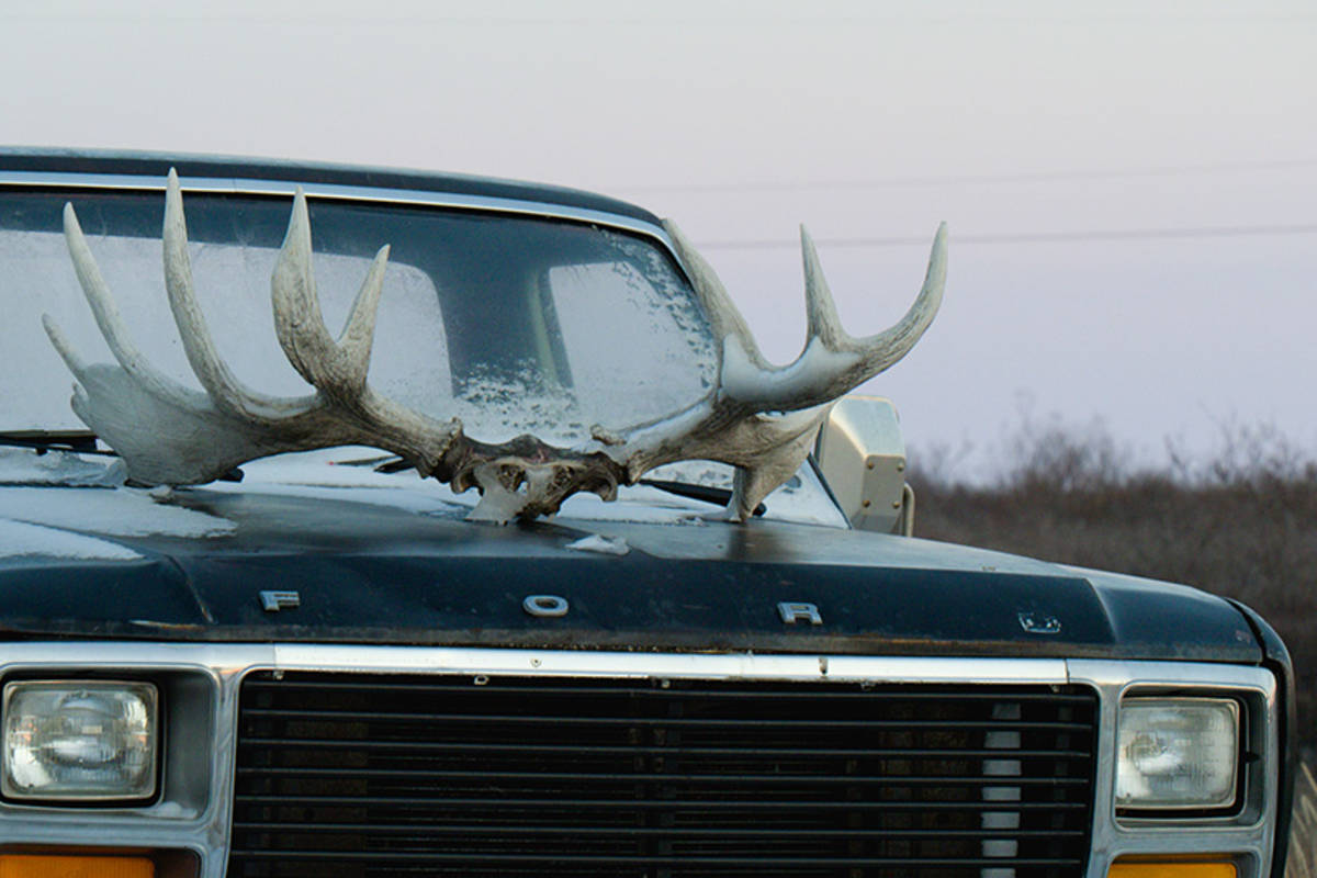 A truck with cariboo antlers on the hood