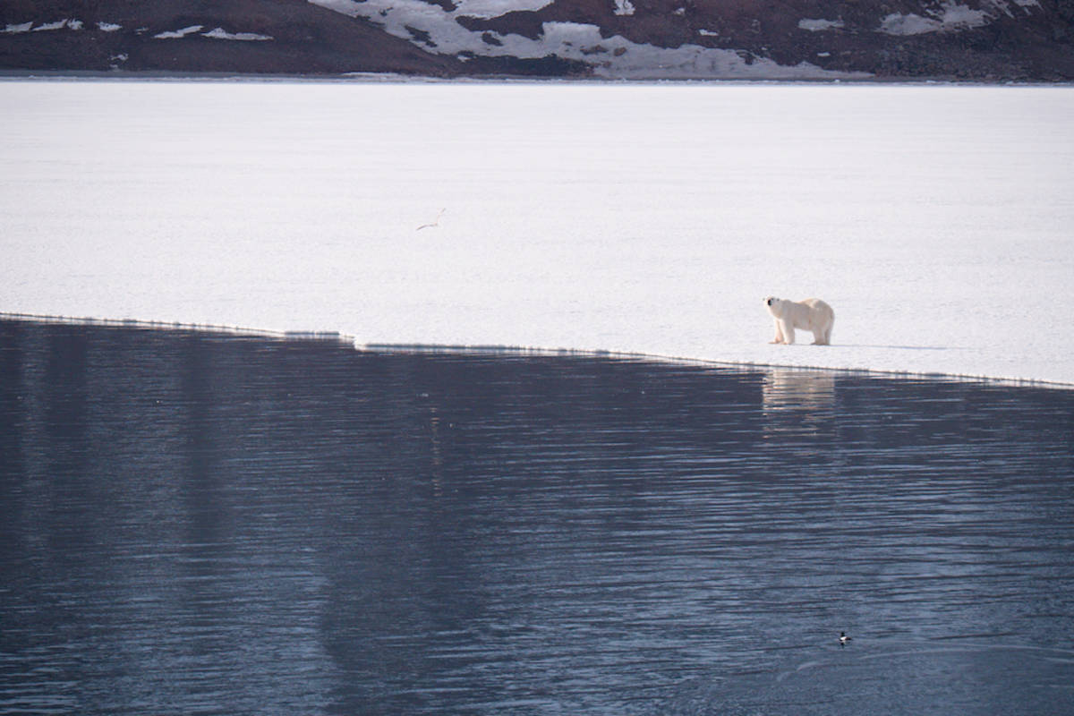 Polar bear standing on the edge of the sea ice