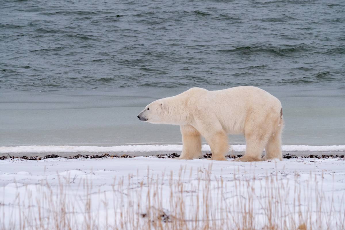 Polar bear on the tundra next to open water