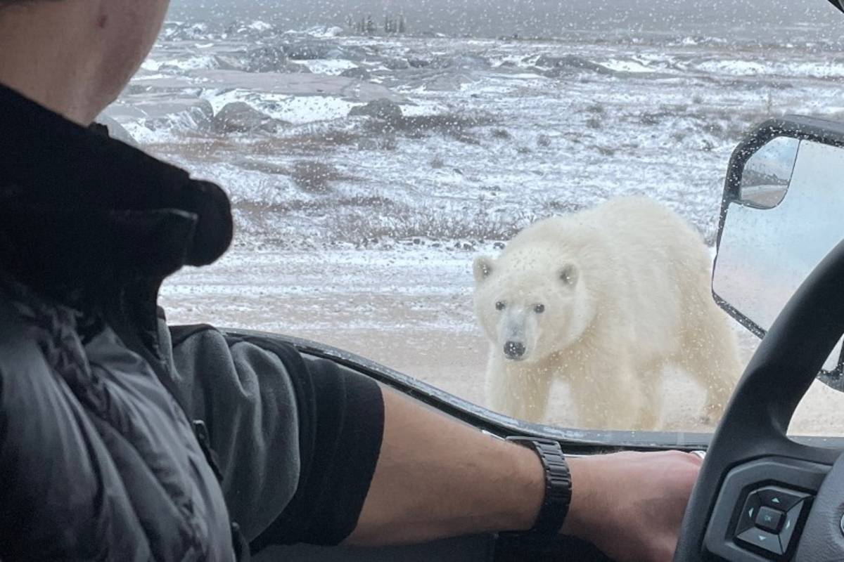 A man in a truck looks at a polar bear walking outside the car window